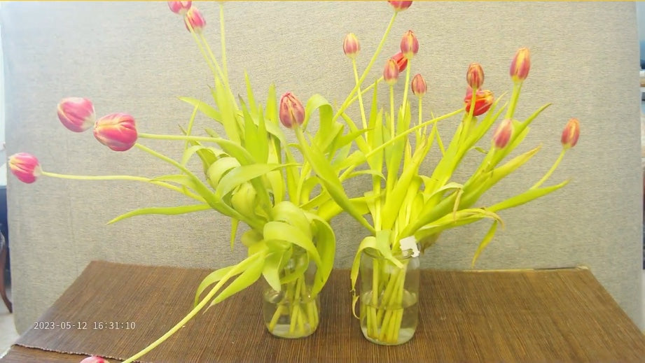 Ocho días en el florero