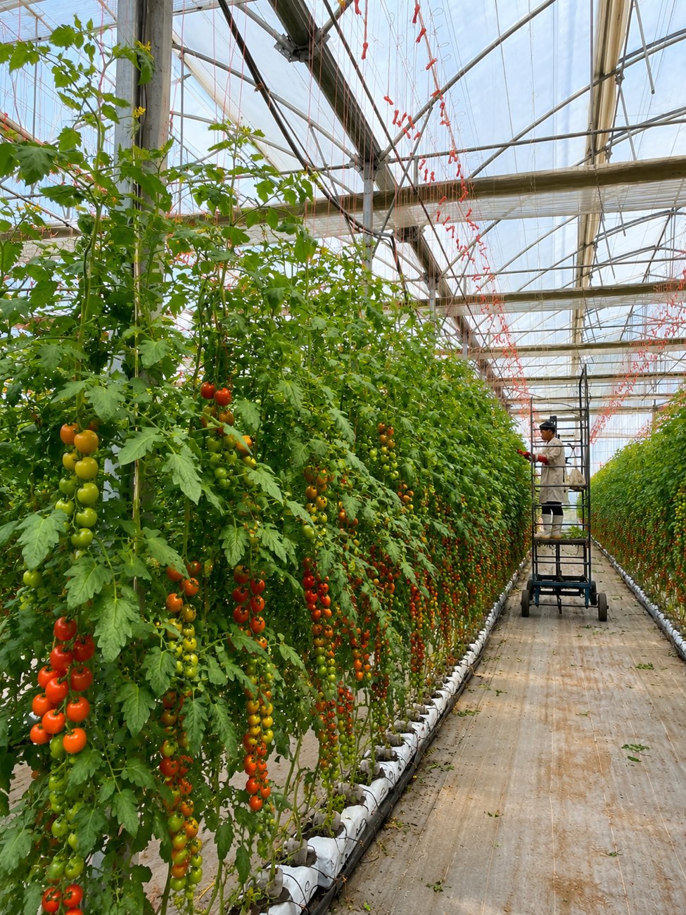 Plantas altas y uniformes en el invernadero