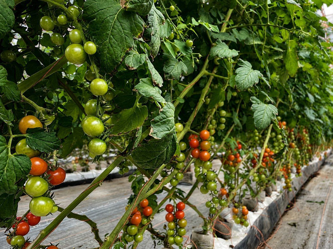 Plantas y racimos en la hilera