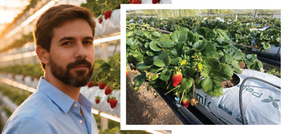 AMEN JUICE™ Success Story: The biotechnology that is revolutionizing strawberry farming in Panama