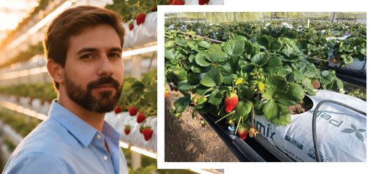 Caso de Éxito AMEN JUICE™: La biotecnología que está revolucionando el cultivo de fresas en Panamá
