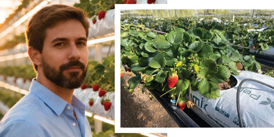 Caso de Éxito AMEN JUICE™: La biotecnología que está revolucionando el cultivo de fresas en Panamá