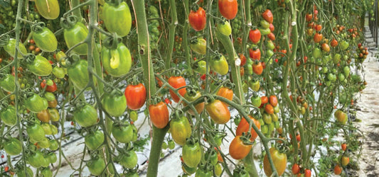 Incremento en la Germinación de Tomate con Bioestimulantes AMEN JUICE™ | Evidencia Experimental