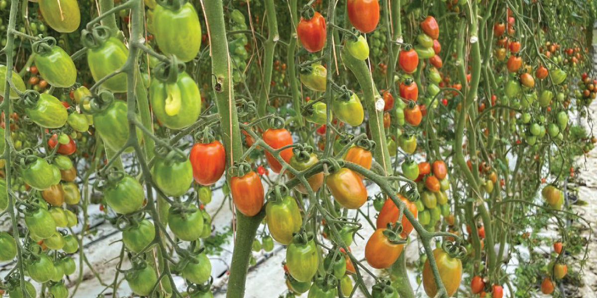 Increased Tomato Germination with AMEN JUICE™ Biostimulants | Experimental Evidence