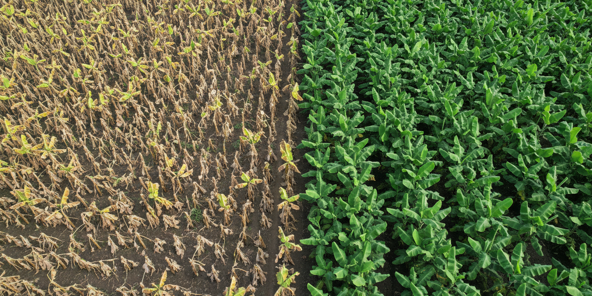 This Fungus Is Destroying Crops in 30 Days: Do You Have Fusarium?