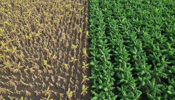 This Fungus Is Destroying Crops in 30 Days: Do You Have Fusarium?