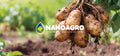 NANOAGRO: Innovación Biotecnológica para una Agricultura Regenerativa y Sostenible