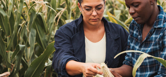 Sostenibilidad Agrícola | Reducción de Agroquímicos mediante Bioestimulantes Elicitores