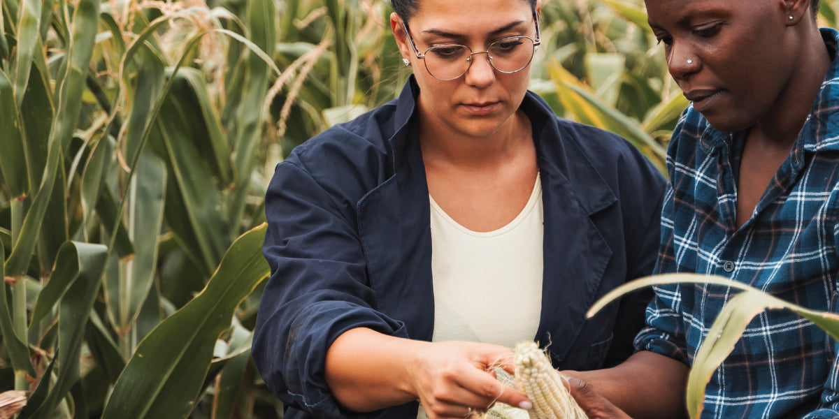 Agricultural Sustainability | Reduction of Agrochemicals through Elicitor Biostimulants