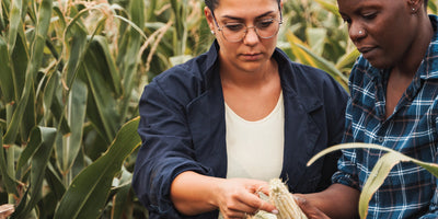 Sostenibilidad Agrícola | Reducción de Agroquímicos mediante Bioestimulantes Elicitores