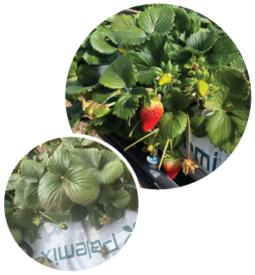 Comparación de resultados