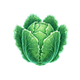 Lechuga