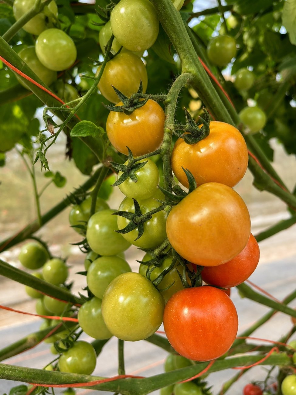Racimos de tomate en el invernadero del ensayo